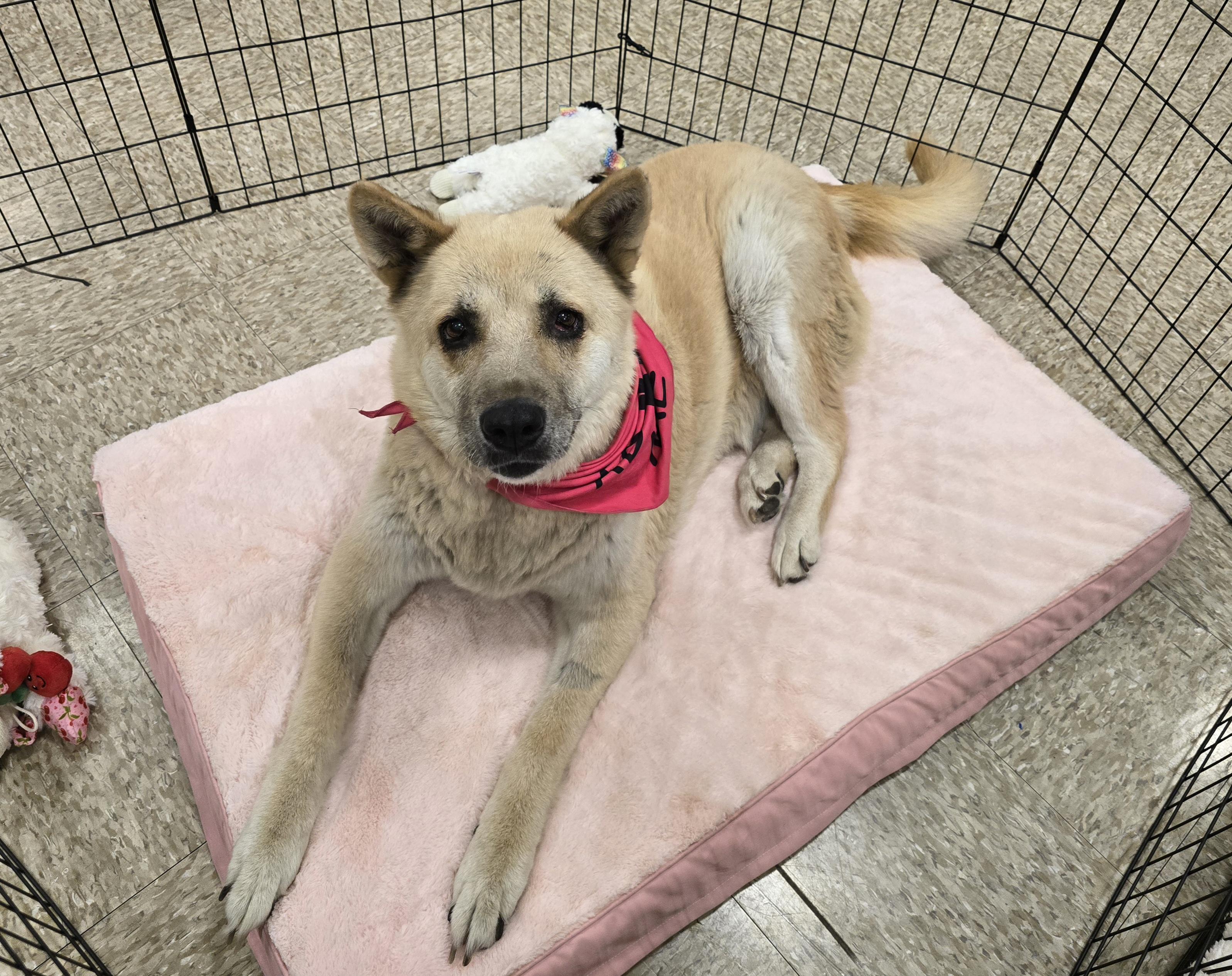 Pepper, a Adoptable mixed breed in Selma, CA image 3/6