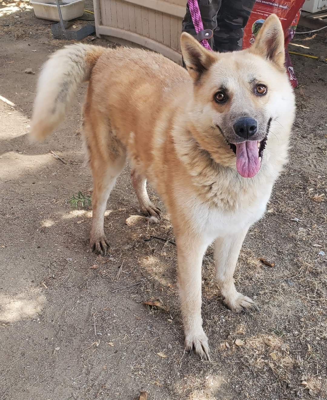 Enlarge Pepper, a Adoptable mixed breed in Selma, CA image 1/4