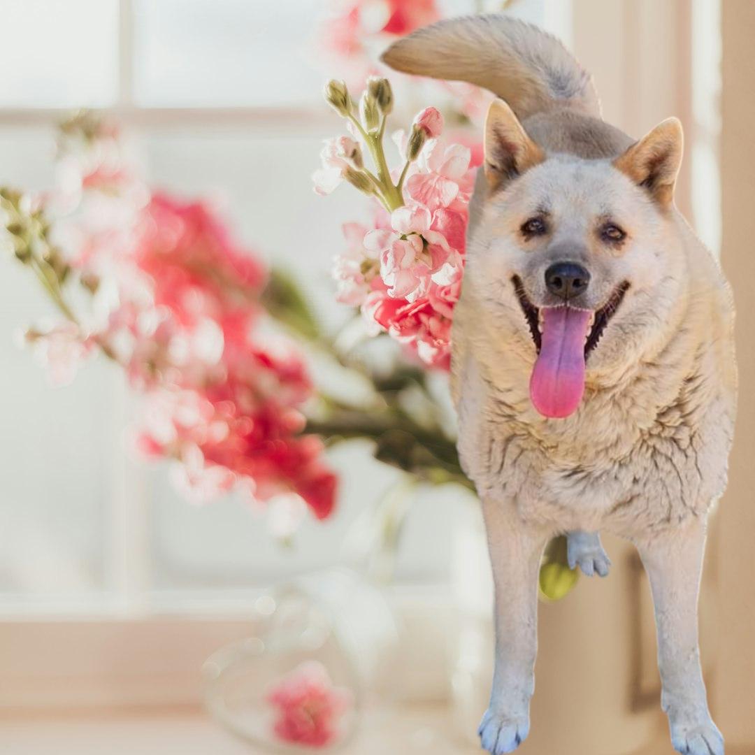 Enlarge Pepper, a Adoptable mixed breed in Selma, CA image 2/4