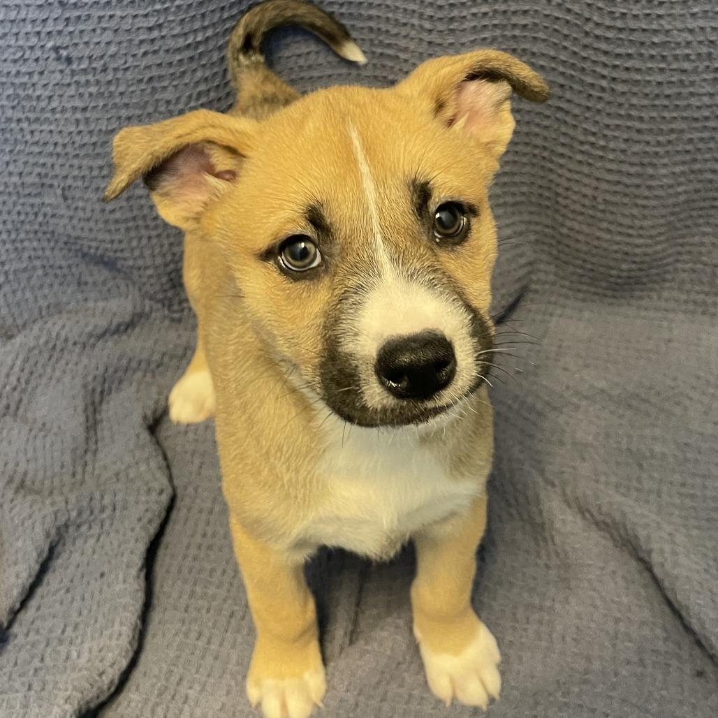 Hot Dog, Adoptable, Puppy Female Mixed Breed.