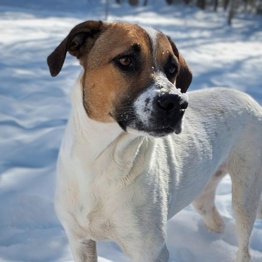 Trinity, a Adoptable Hound in Shelby, NC image 1/4