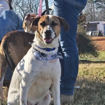 Trinity, a Adoptable Hound in Shelby, NC image 2/4