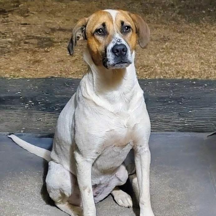 Trinity, a Adoptable Hound in Shelby, NC image 3/4