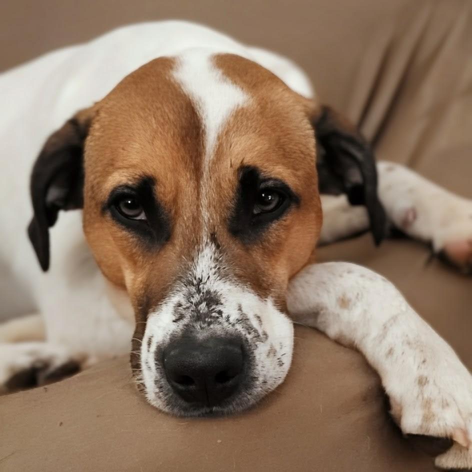 Trinity, a Adoptable Hound in Shelby, NC image 4/4