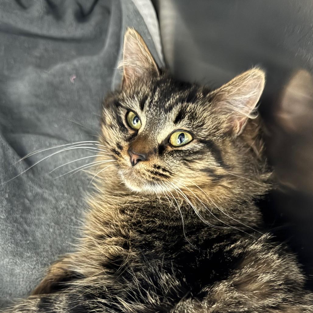 Dannie, Adoptable, Young Female Domestic Long Hair.