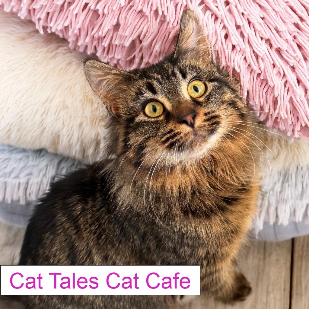 Enlarge Dannie, a Adoptable Domestic Long Hair in Chapel Hill, NC image 3/4