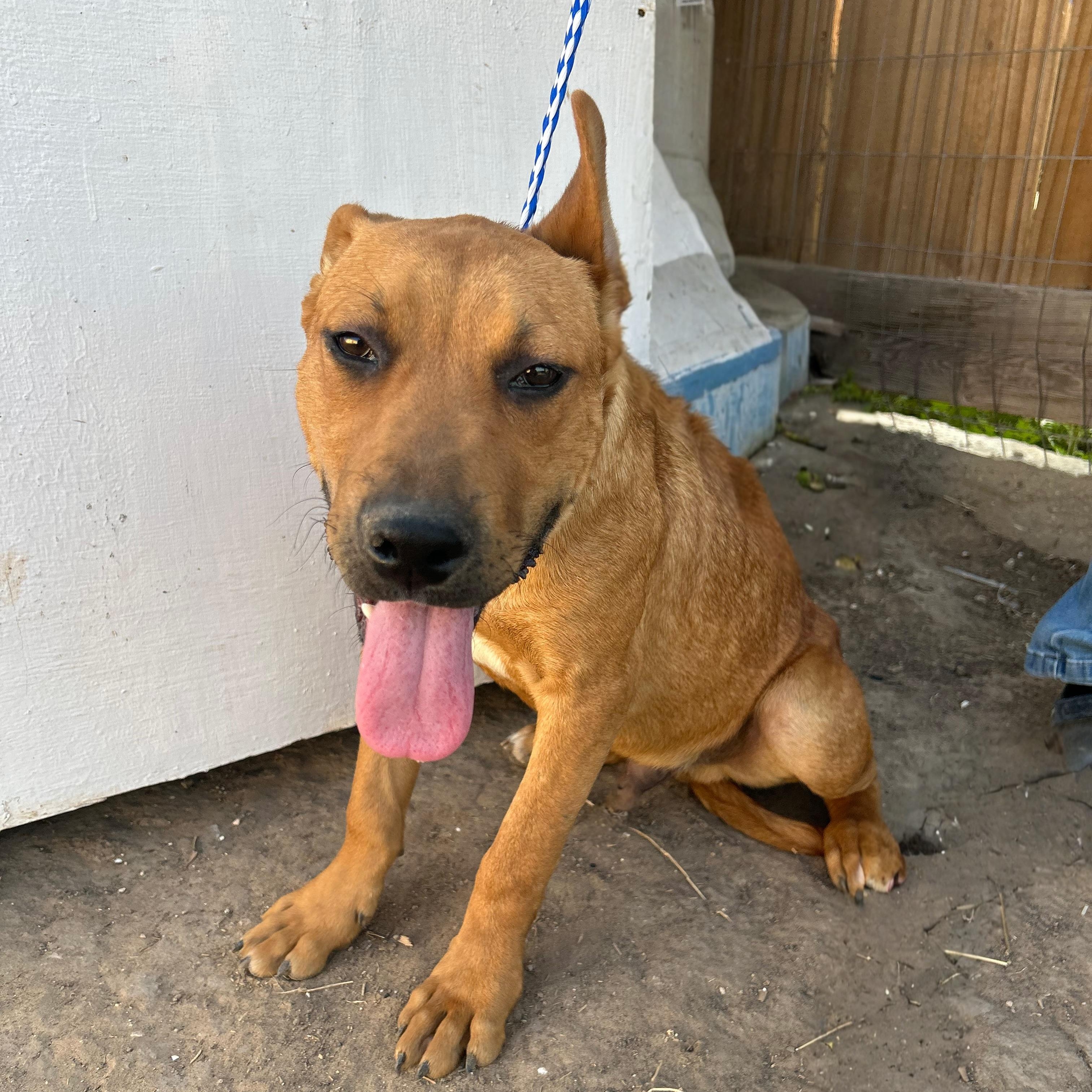 Tobias, an adoptable Black Mouth Cur in Eau Claire, WI, 54703 | Photo Image 1