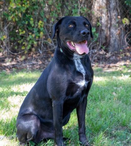 Peanut, Adoptable, Adult Male Labrador Retriever & Mixed Breed.