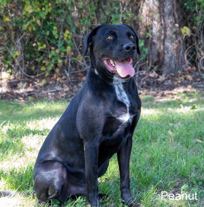 Peanut, Adoptable, Adult Male Labrador Retriever & Mixed Breed.