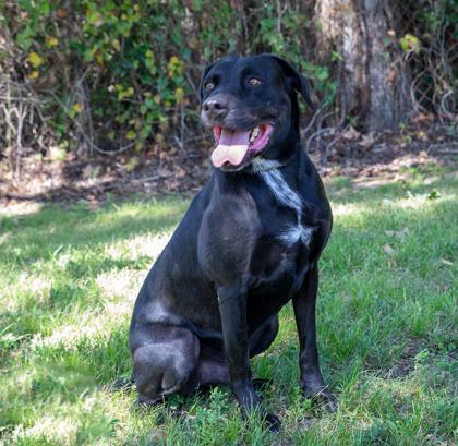 Enlarge Peanut, a Adoptable mixed breed in Tyler, TX image 5/5