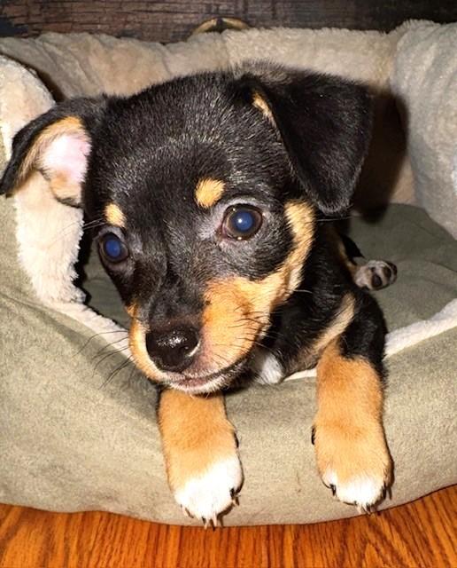 Enlarge MIDGE, a ADOPTABLE mixed breed in fort worth, TX image 4/6