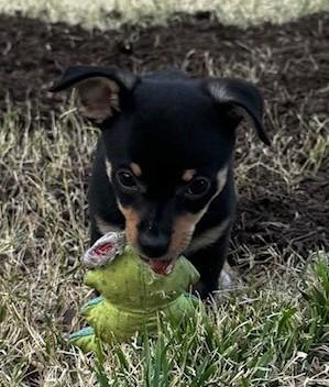 Enlarge MIDGE, a ADOPTABLE mixed breed in fort worth, TX image 2/6