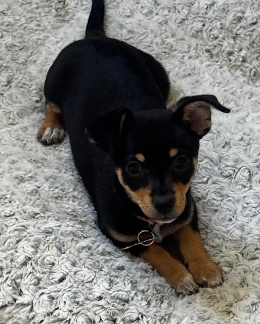 Enlarge MIDGE, a ADOPTABLE mixed breed in fort worth, TX image 1/6