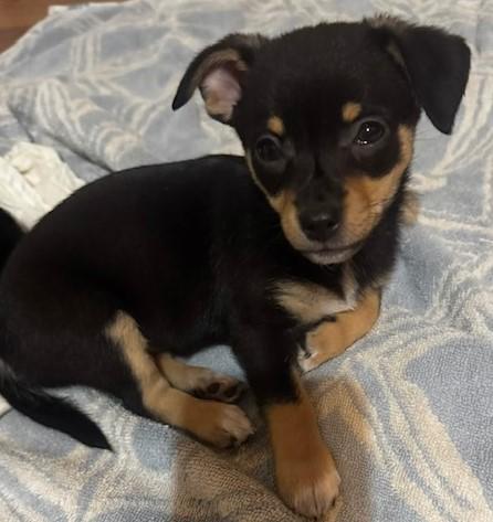 Enlarge MIDGE, a ADOPTABLE mixed breed in fort worth, TX image 5/6