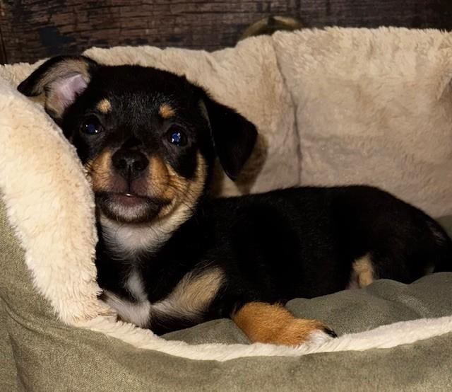 Enlarge MIDGE, a ADOPTABLE mixed breed in fort worth, TX image 3/6