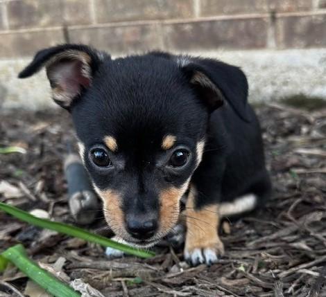 Enlarge MIDGE, a ADOPTABLE mixed breed in fort worth, TX image 6/6