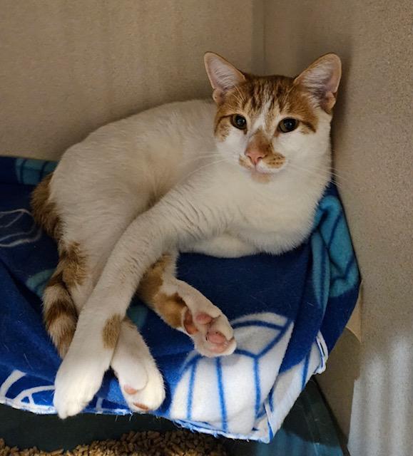 Jaime, Adopted, Adult Male Domestic Short Hair.