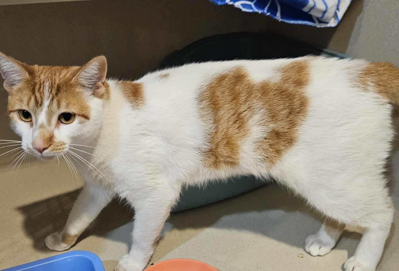 Jaime, a Adopted Domestic Short Hair in Middletown, CT image 2/2