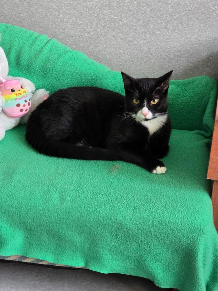 Enlarge Lion, a Adopted Domestic Short Hair in North Royalton, OH image 1/1