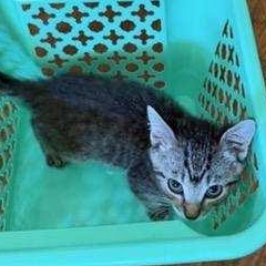 Colorado, an adopted Domestic Short Hair in Portland, OR image 4/6