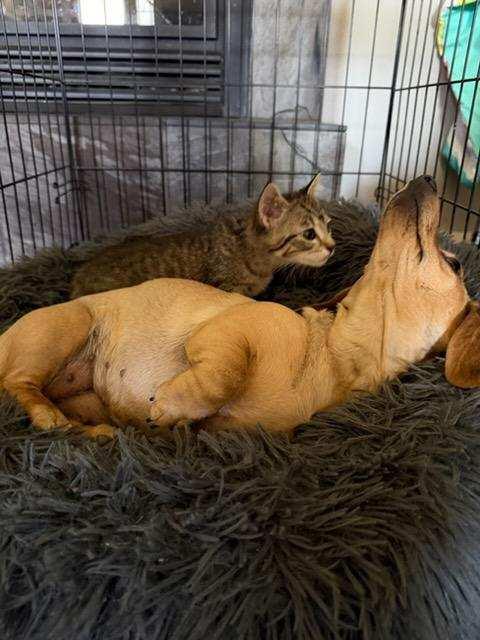 Colorado, an adopted Domestic Short Hair in Portland, OR image 5/6