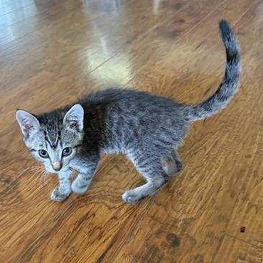 Colorado, an adopted Domestic Short Hair in Portland, OR image 6/6