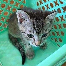 Colorado, an adopted Domestic Short Hair in Portland, OR image 1/6