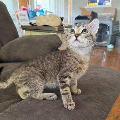 Colorado, an adopted Domestic Short Hair in Portland, OR image 2/6