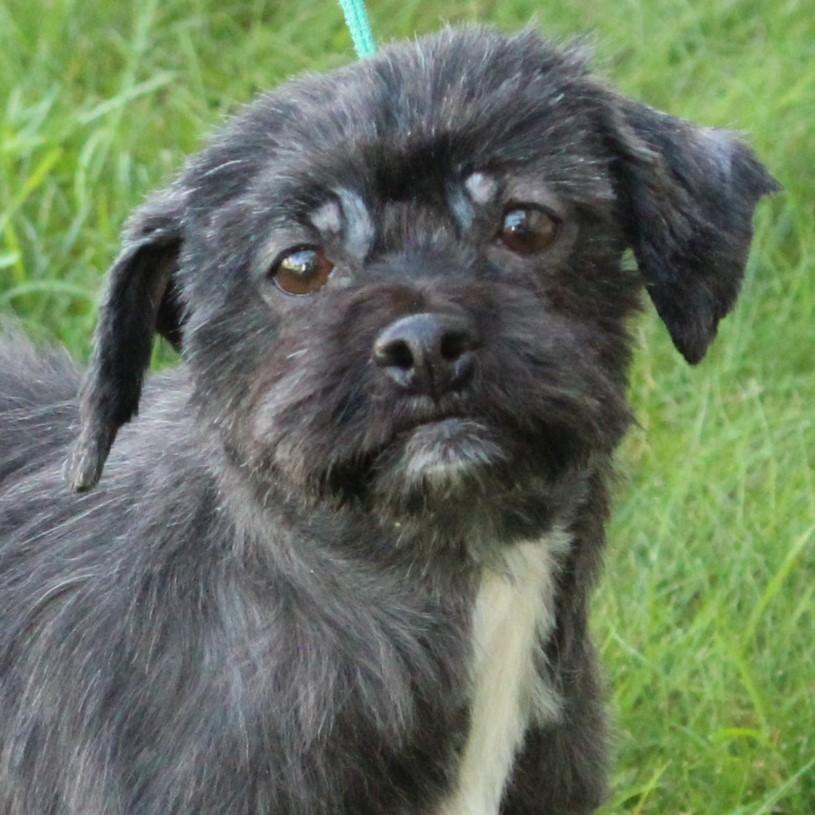 Matilda, an adopted Shih Tzu in Eaton, OH image 2/6
