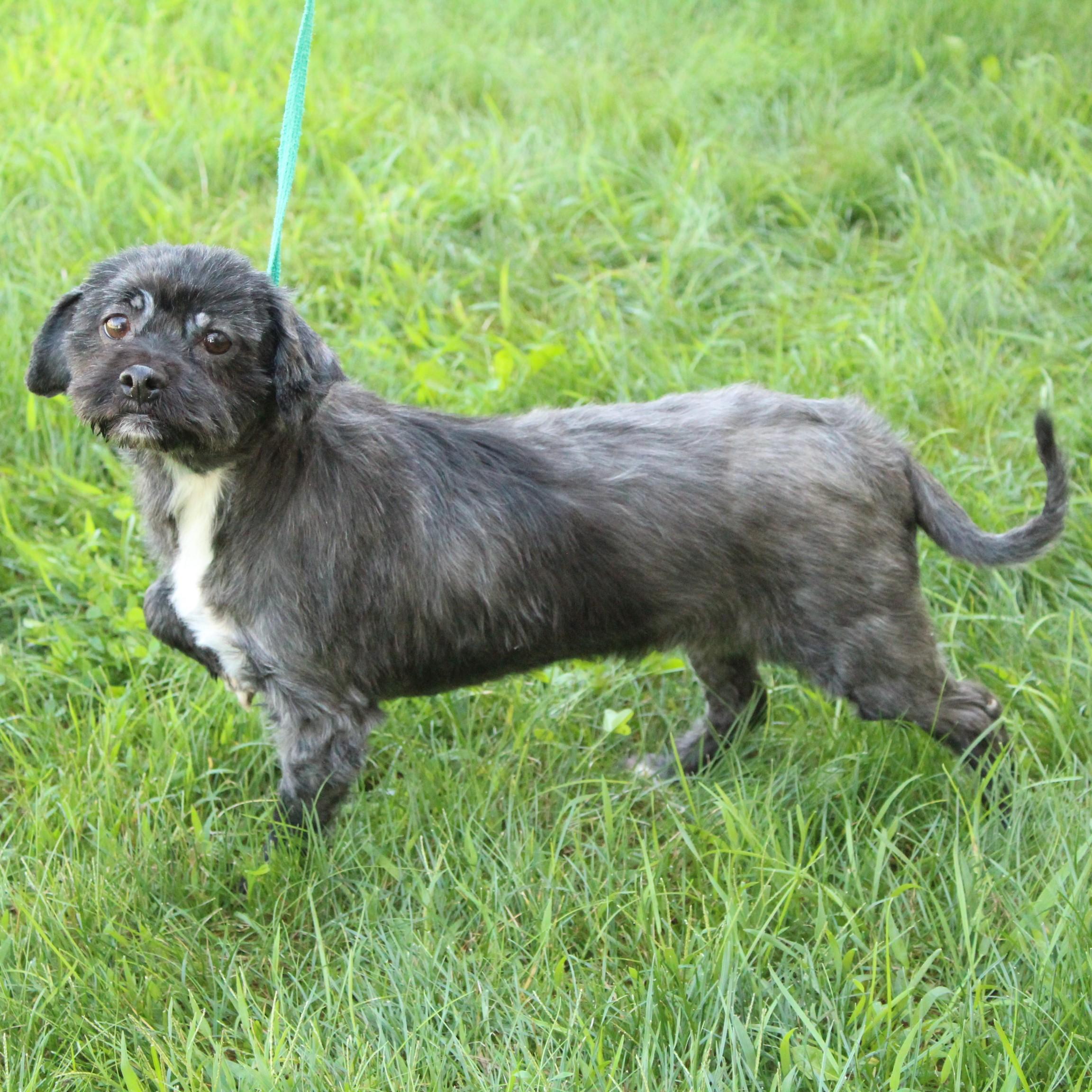 Matilda, an adopted Shih Tzu in Eaton, OH image 5/6