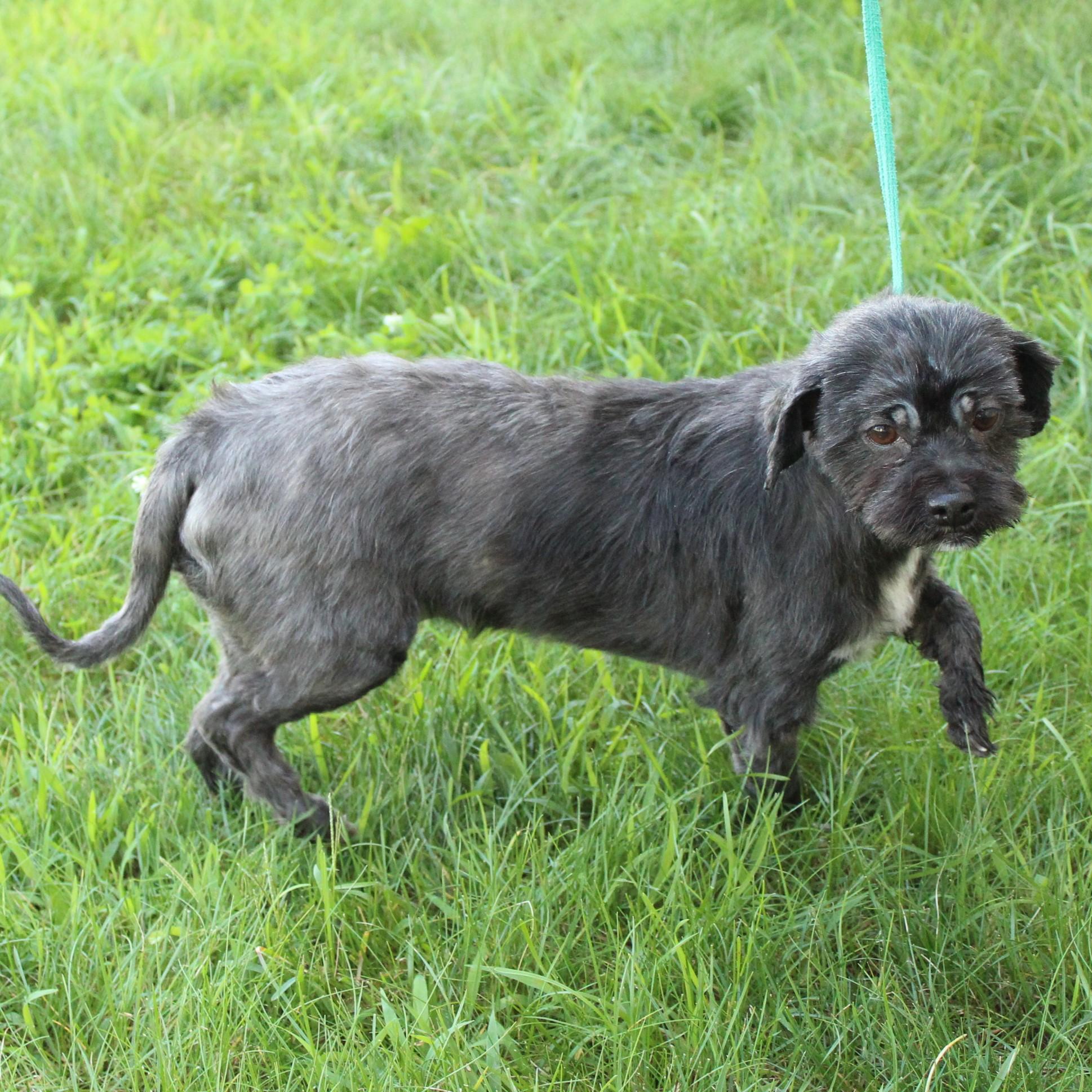 Matilda, an adopted Shih Tzu in Eaton, OH image 6/6