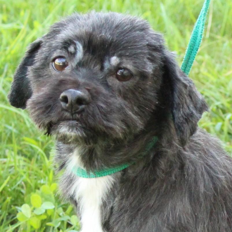 Matilda, adopted, Adult Female Shih Tzu.