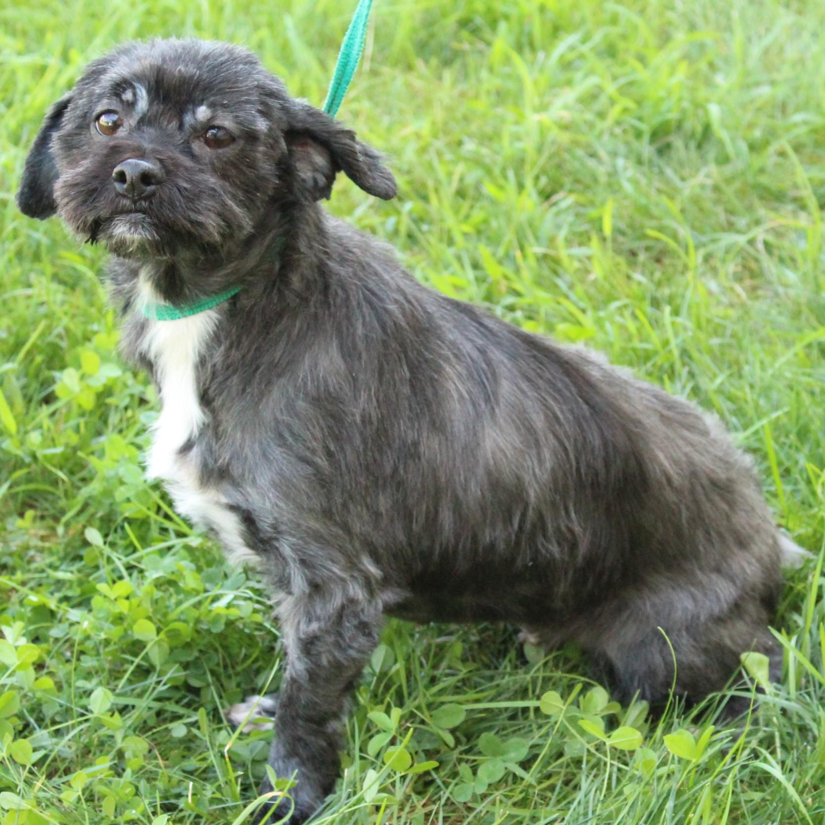 Matilda, an adopted Shih Tzu in Eaton, OH image 3/6