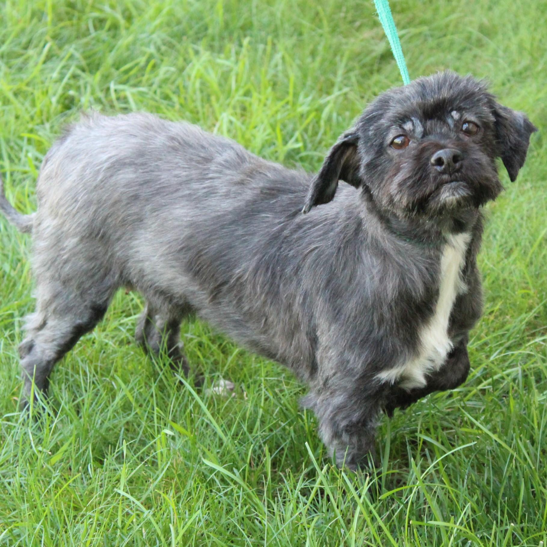 Matilda, an adopted Shih Tzu in Eaton, OH image 4/6