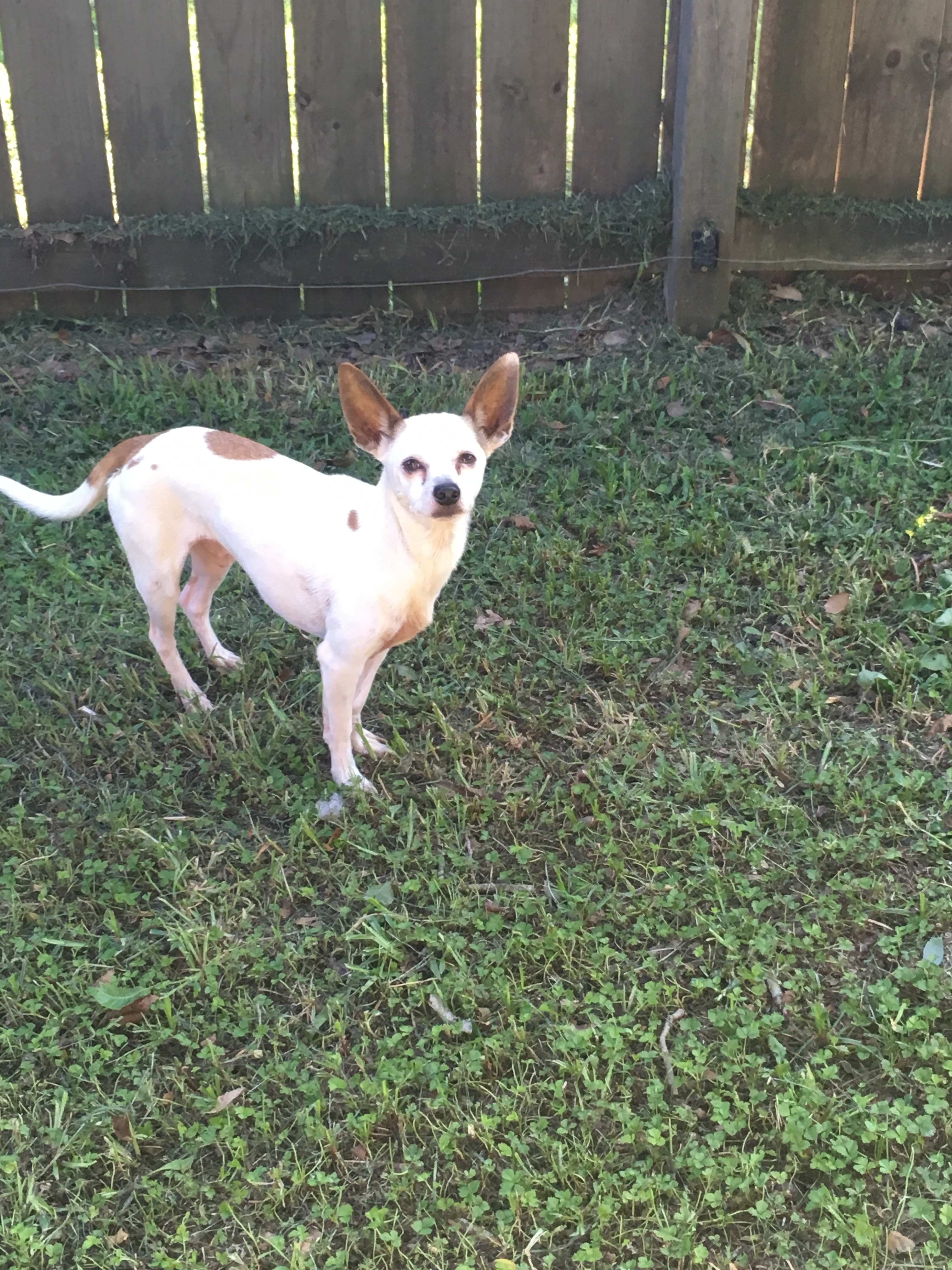 Sitka, a Adoptable mixed breed in Walker, LA image 1/2