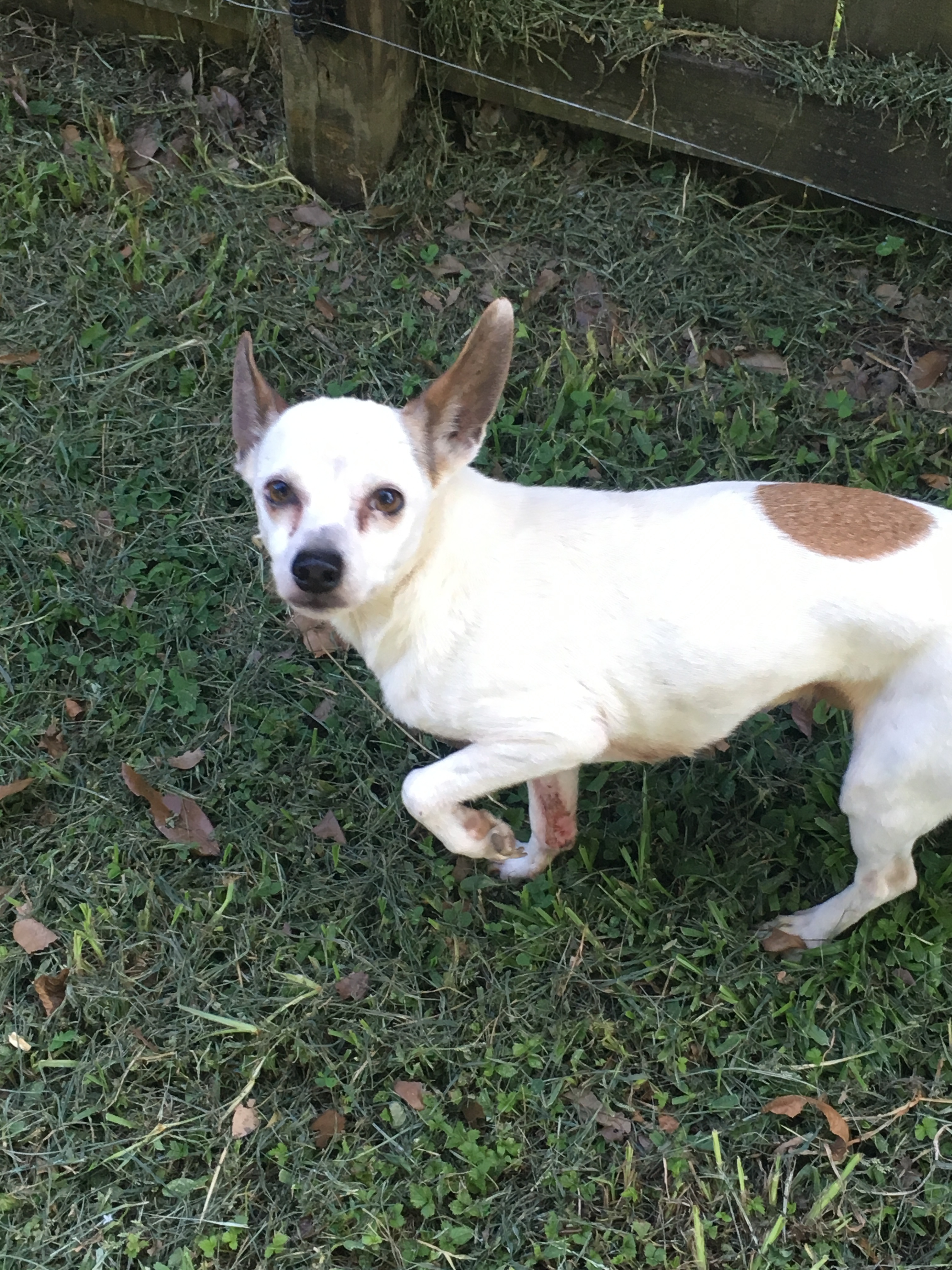 Sitka, a Adoptable mixed breed in Walker, LA image 2/2