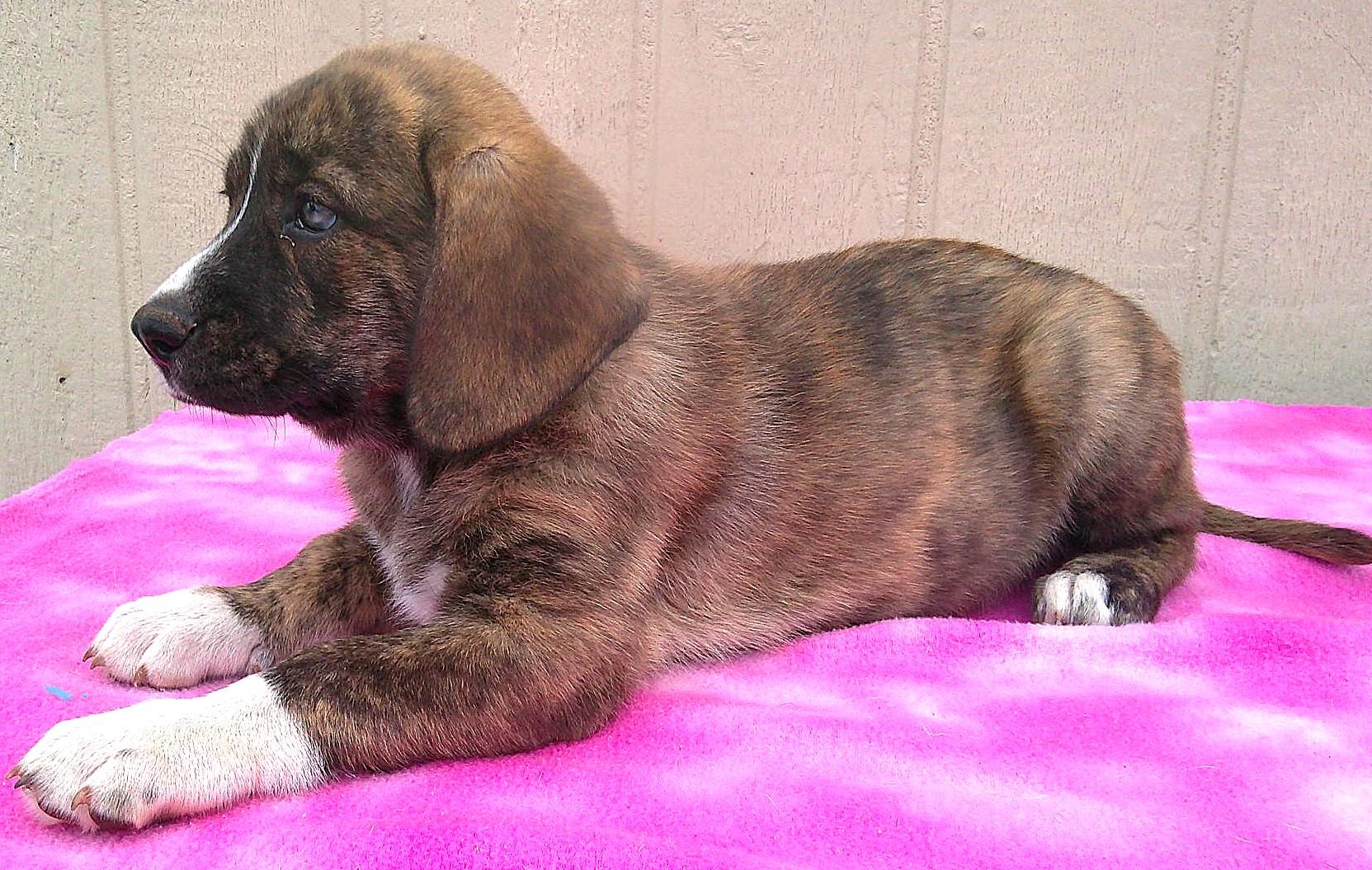 Enlarge GYPSY, a ADOPTABLE mixed breed in Olympia, WA image 2/6