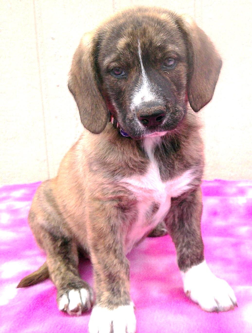 Enlarge GYPSY, a ADOPTABLE mixed breed in Olympia, WA image 1/6