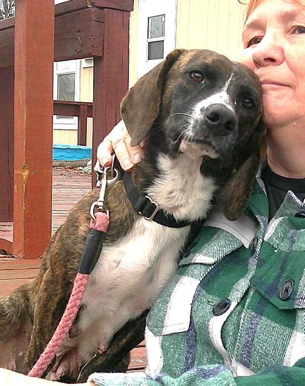 Enlarge GYPSY, a ADOPTABLE mixed breed in Olympia, WA image 5/6