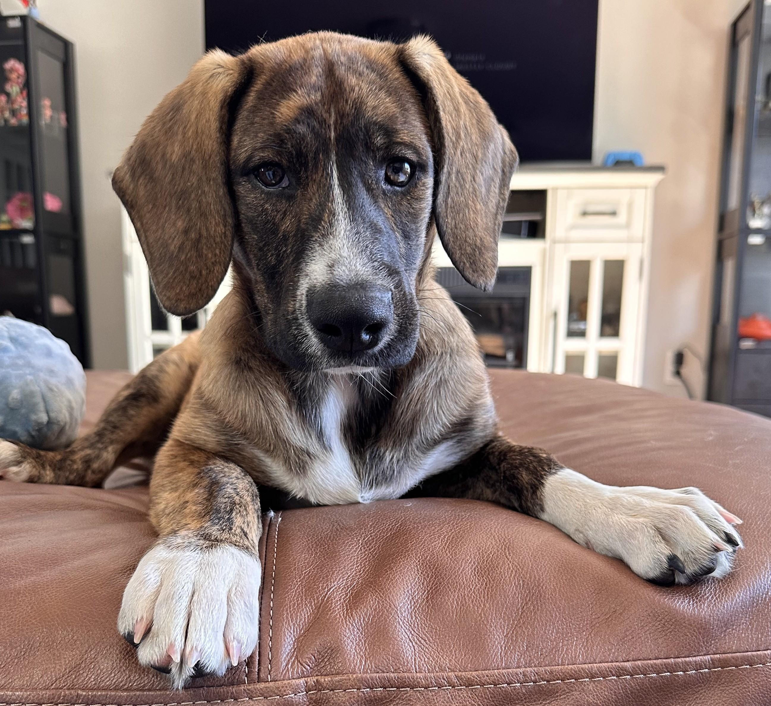 GYPSY, ADOPTABLE, Puppy Female Basset Hound.
