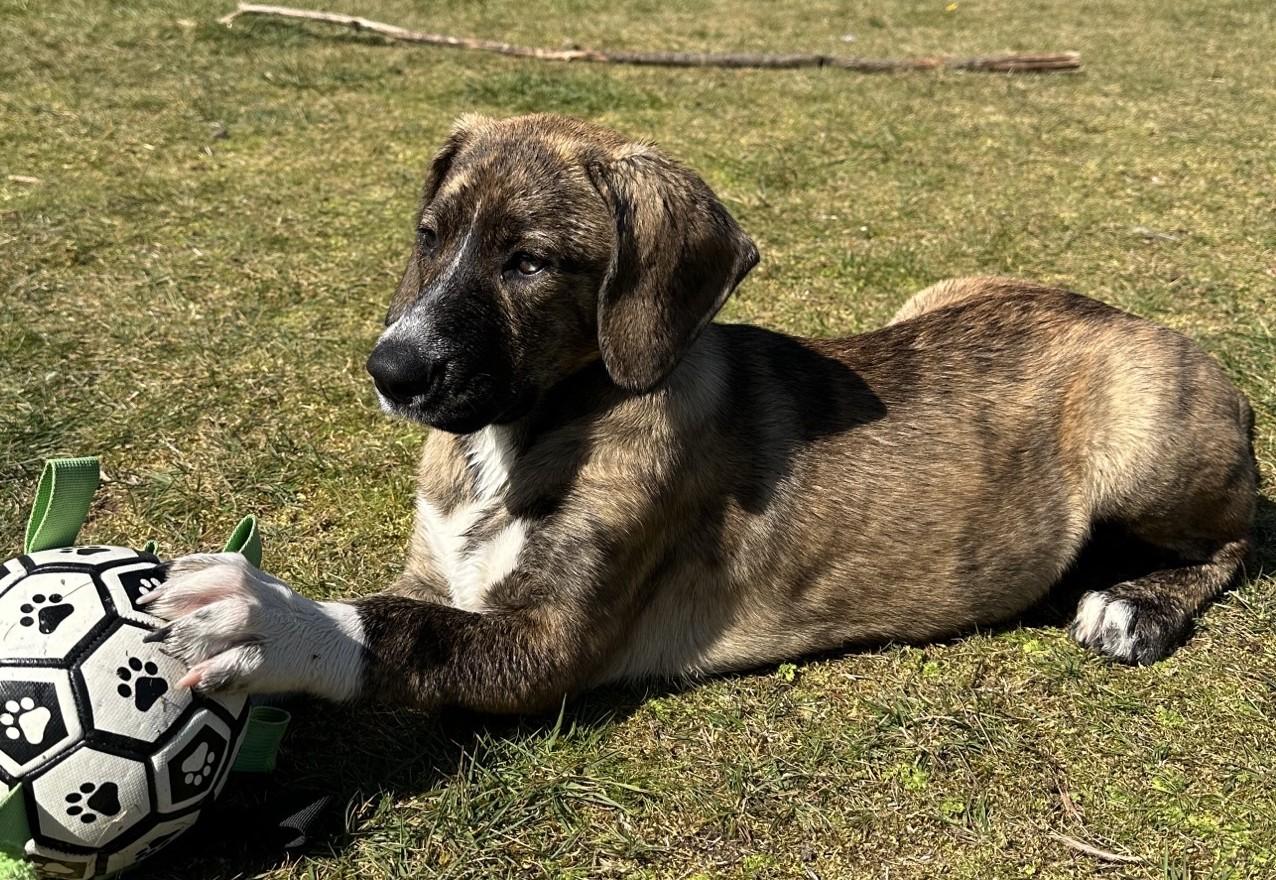 Enlarge GYPSY, a ADOPTABLE mixed breed in Olympia, WA image 4/6