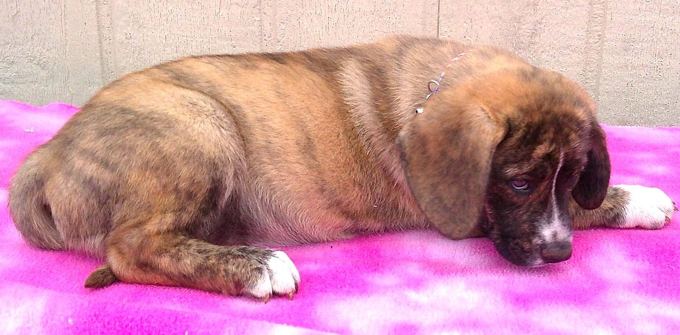 Enlarge GYPSY, a ADOPTABLE mixed breed in Olympia, WA image 4/6