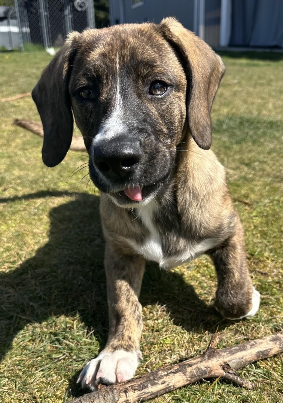 Enlarge GYPSY, a ADOPTABLE mixed breed in Olympia, WA image 2/6