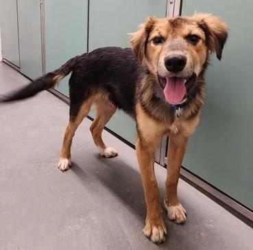Mike, Adoptable, Adult Male Australian Shepherd.