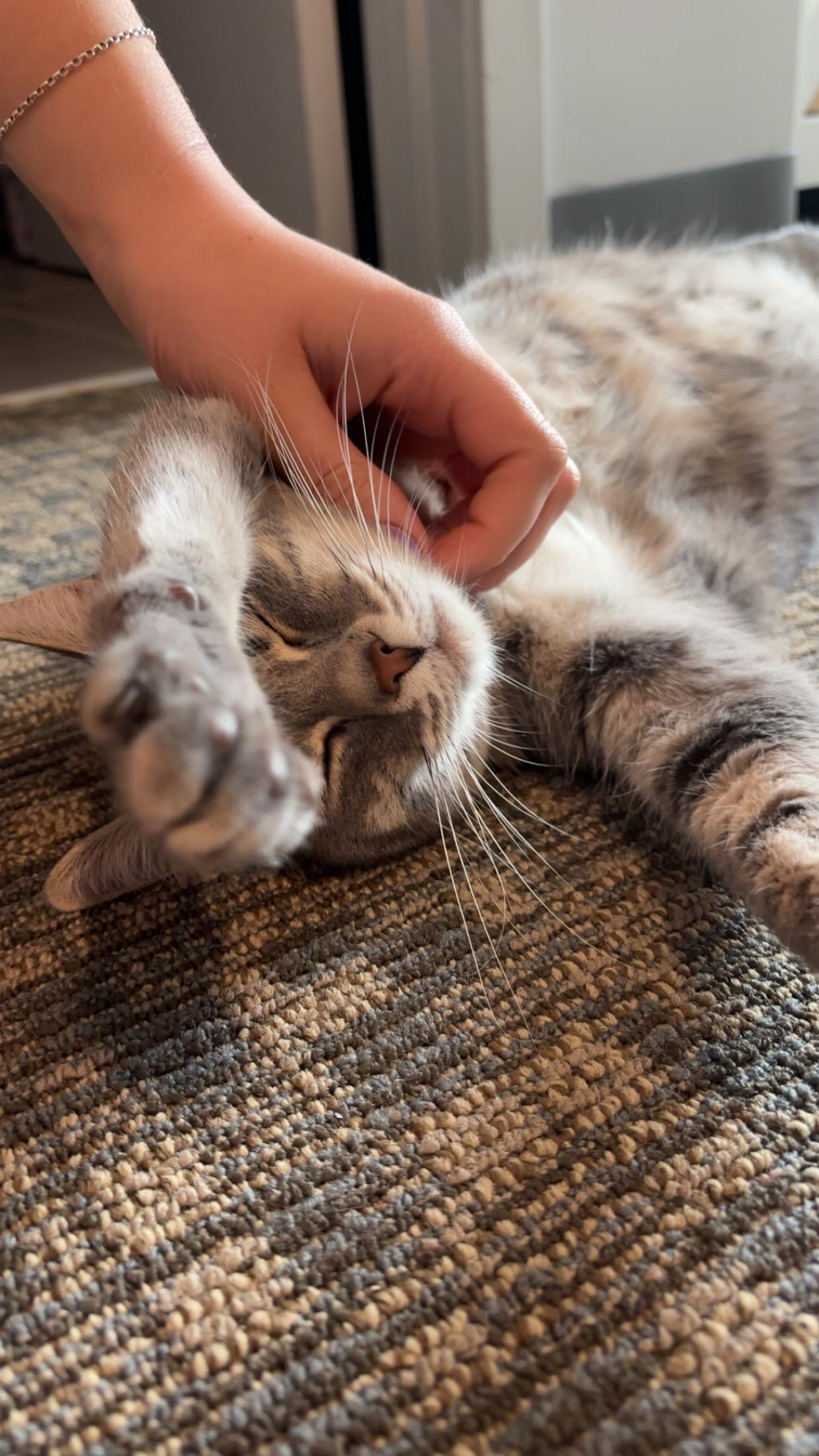 DJ Kitty — thumbnail 4