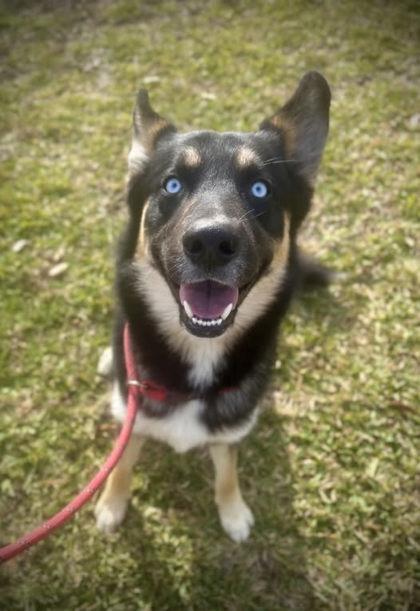 Max, Adoptable, Adult Male Mixed Breed & Mixed Breed.