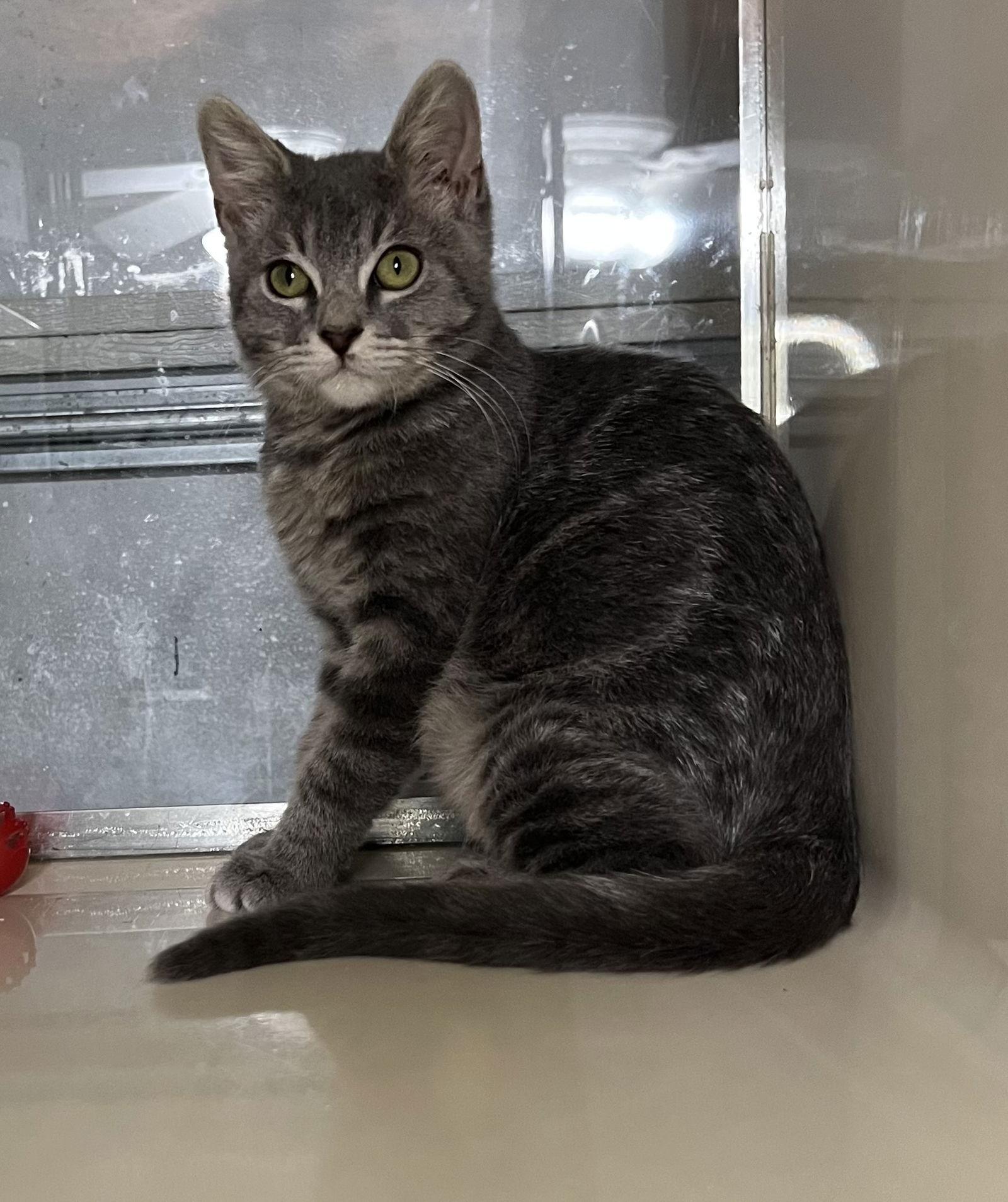 Dody, Adoptable, Young Male Domestic Short Hair & Tabby.