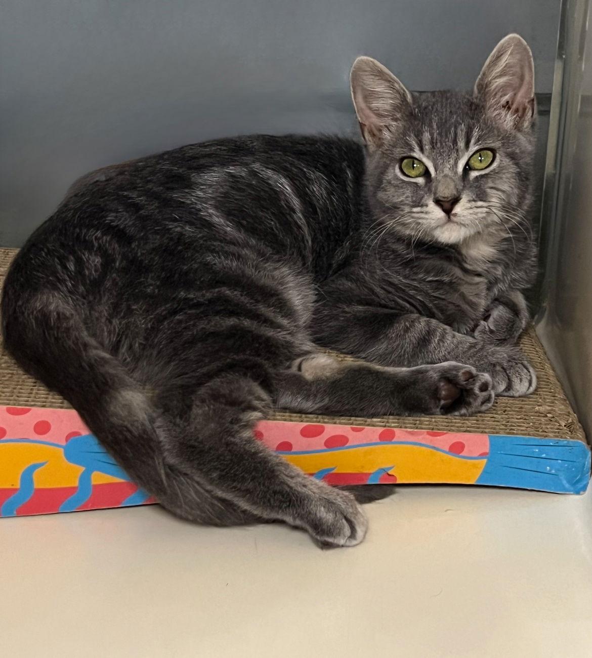 Enlarge Dody, a Adoptable mixed breed in Hammond, LA image 2/3