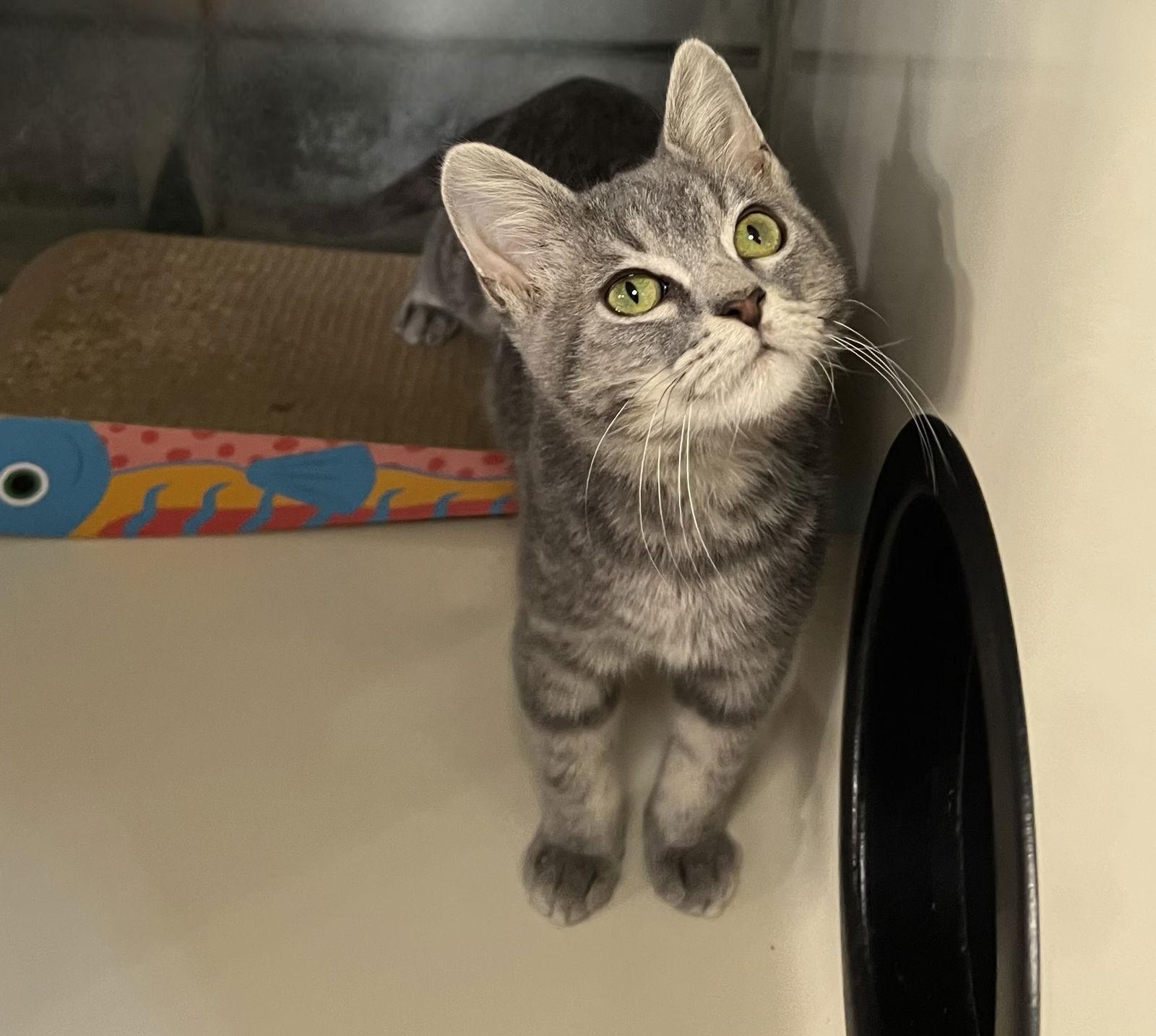 Enlarge Dody, a Adoptable mixed breed in Hammond, LA image 3/3