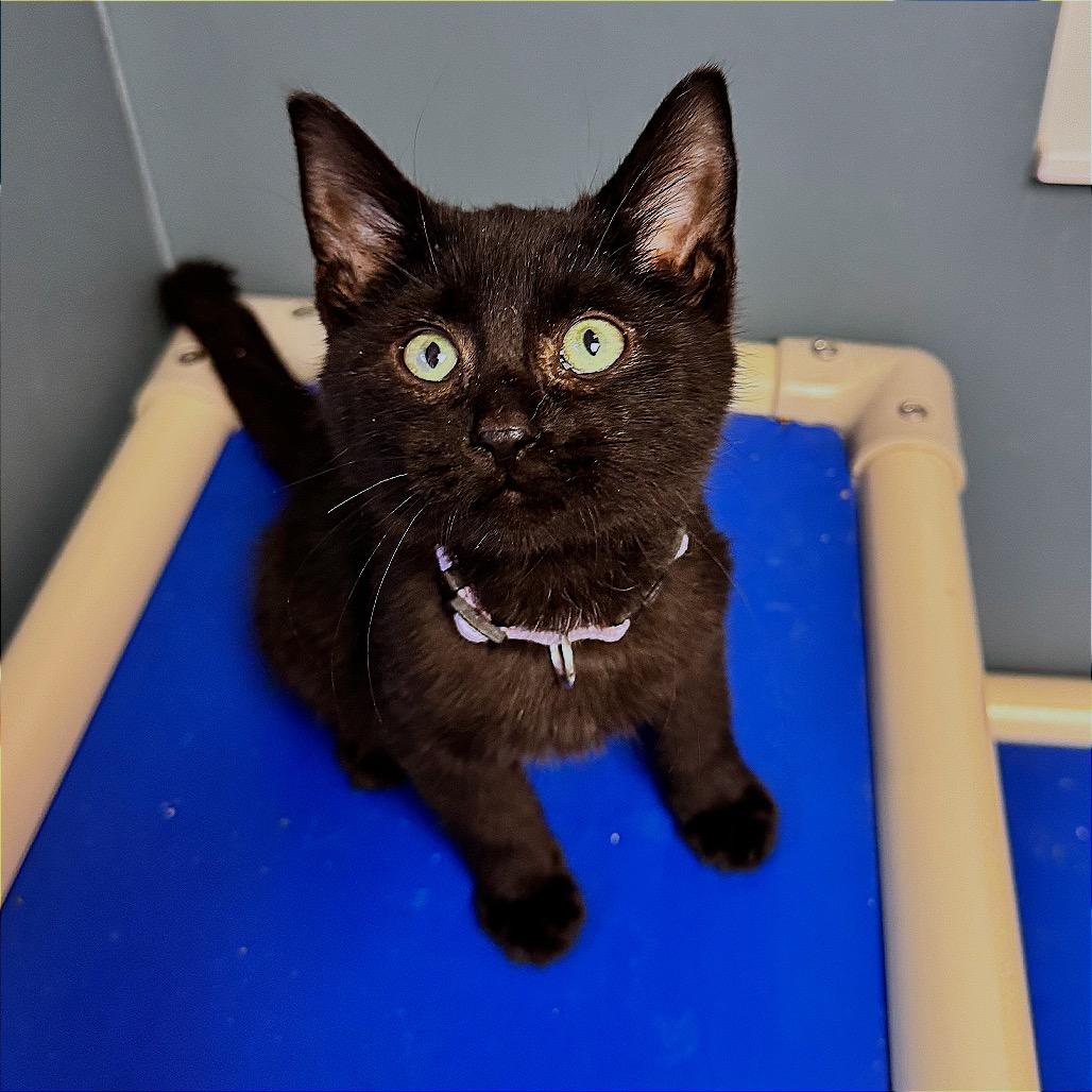 Enlarge Wiggles, a Adoptable Domestic Medium Hair in Hannibal, MO image 3/4